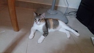 Minxy - Calico Cat