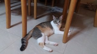 Minxy - Calico Cat