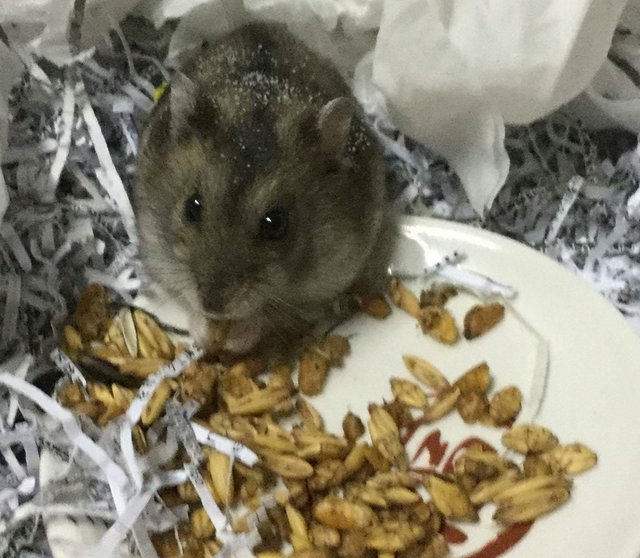 Doge - Short Dwarf Hamster Hamster