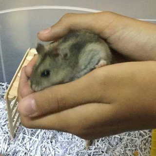 Doge - Short Dwarf Hamster Hamster