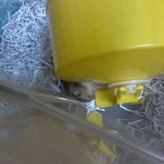 Doge - Short Dwarf Hamster Hamster