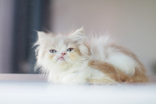 Uniqueshiro - Persian Cat