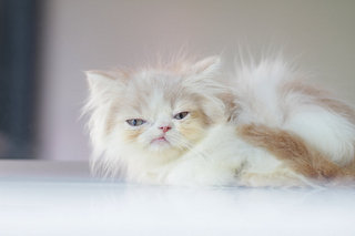 Uniqueshiro - Persian Cat