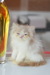 Uniqueshiro - Persian Cat