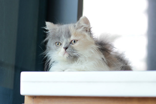 Shira - Persian Cat