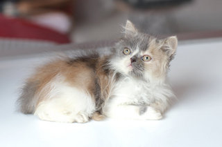 Shira - Persian Cat