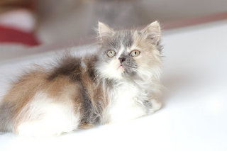 Shira - Persian Cat