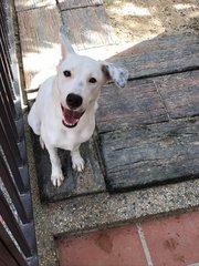 Whitey - Mixed Breed Dog