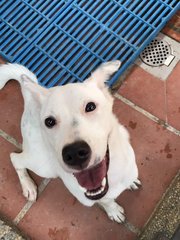 Whitey - Mixed Breed Dog