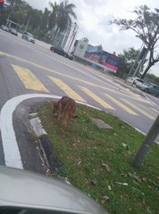 Brown Dog - Affenpinscher Dog