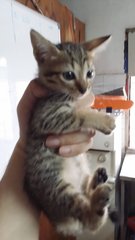 Feisty Kittens - Tabby Cat