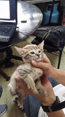 Feisty Kittens - Tabby Cat