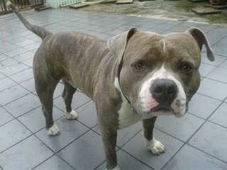 Dizzle - Staffordshire Bull Terrier Dog