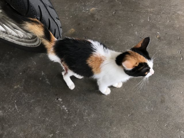 Gizmo - Calico Cat