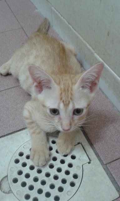 Stripey - Domestic Short Hair Cat