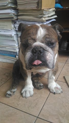 Bright - English Bulldog Dog