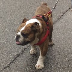 Bright - English Bulldog Dog