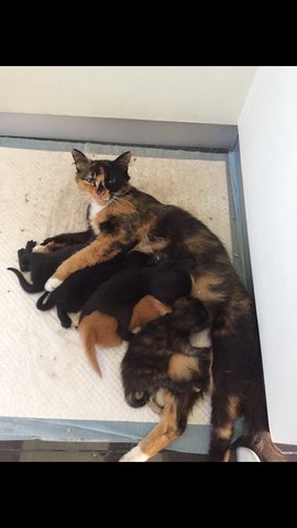 Cara &amp; Kids - Domestic Medium Hair Cat