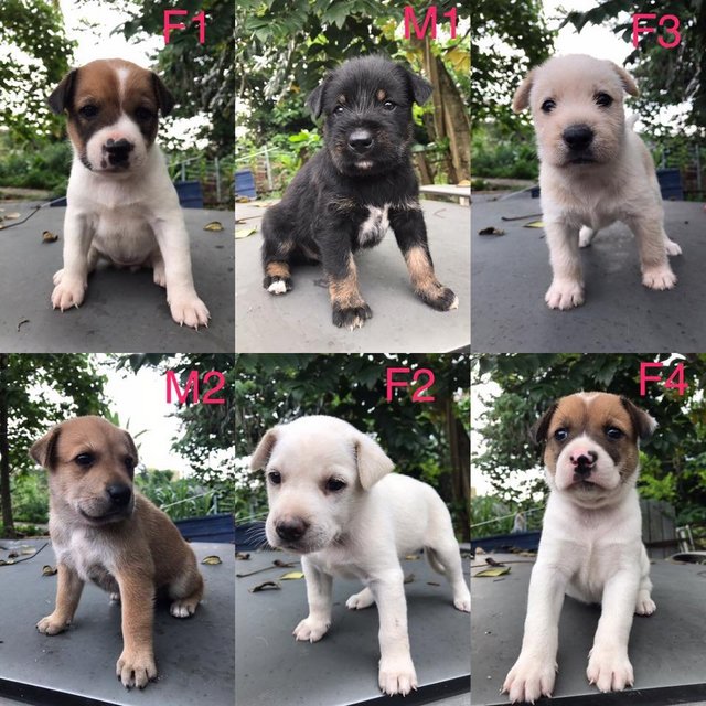 Puppies For Adoption - Mixed Breed Dog