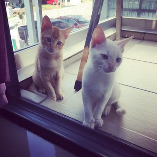 Lala &amp; Lili - Domestic Short Hair Cat