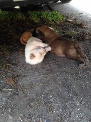 3 New Born Puppies - Mixed Breed Dog