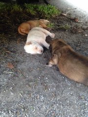 3 New Born Puppies - Mixed Breed Dog