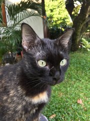 Mia, Sunshine And Hope  - Domestic Short Hair Cat