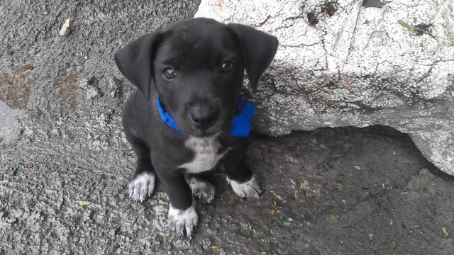 Black Girl - Mixed Breed Dog