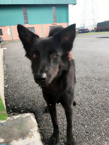 Little Black Girl - Mixed Breed Dog