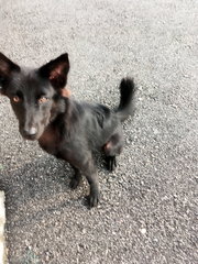 Little Black Girl - Mixed Breed Dog