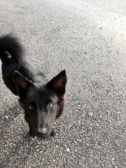 Little Black Girl - Mixed Breed Dog