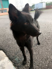 Little Black Girl - Mixed Breed Dog