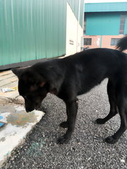 Little Black Girl - Mixed Breed Dog