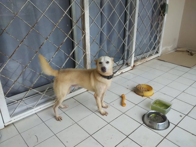 Tico - Mixed Breed Dog