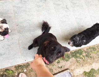 Cheerie &amp; Ishwa - Black Labrador Retriever Mix Dog