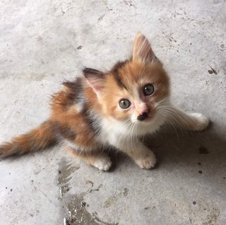 Poci - Domestic Medium Hair Cat