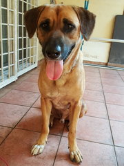 Happy Boy - Mixed Breed Dog