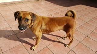 Happy Boy - Mixed Breed Dog