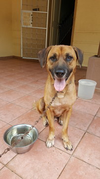 Happy Boy - Mixed Breed Dog