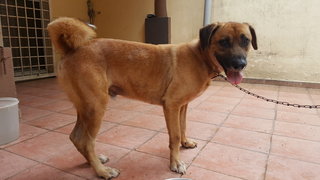 Happy Boy - Mixed Breed Dog