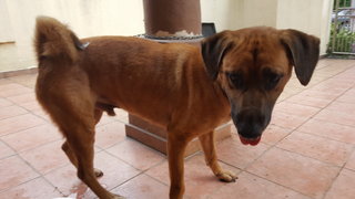 Happy Boy - Mixed Breed Dog