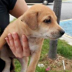 Abbey - Yellow Labrador Retriever Mix Dog