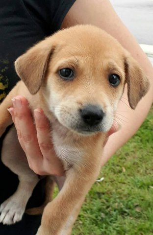 Abbey - Yellow Labrador Retriever Mix Dog