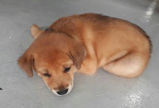 Abbey - Yellow Labrador Retriever Mix Dog