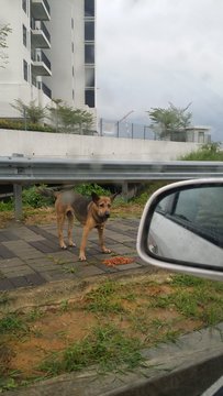 Little Doggie - Mixed Breed Dog