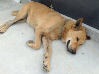 Luckybrown2016 - Golden Retriever Mix Dog