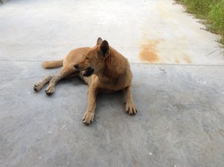 Luckybrown2016 - Golden Retriever Mix Dog