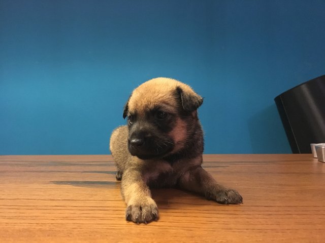 April-fools Puppy - Labrador Retriever Mix Dog