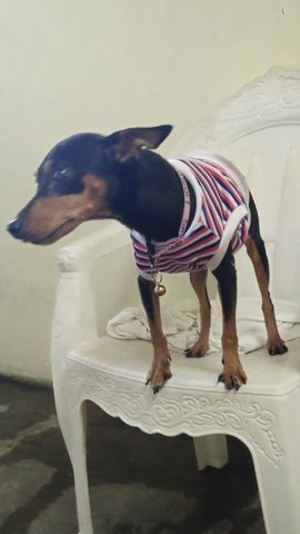 Linda - Miniature Pinscher Dog