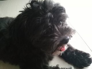 Bella - Poodle + Shih Tzu Dog